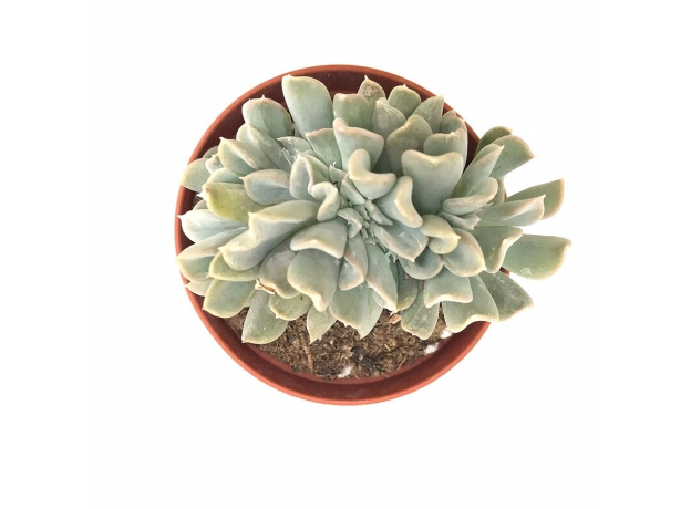 Эхеверия руньон "Топси-Турви" (Echeveria runyonii "Topsy-Turvy") 8'