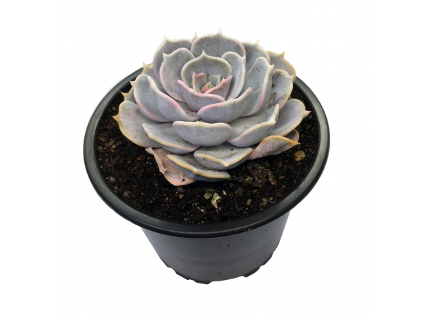 Эхеверия лилацина (Echeveria lilacina) 8'