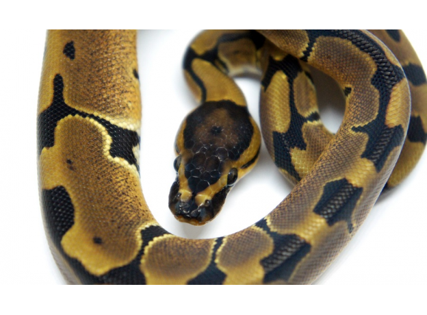 Королевский питон (Blade poss het Clown), самка