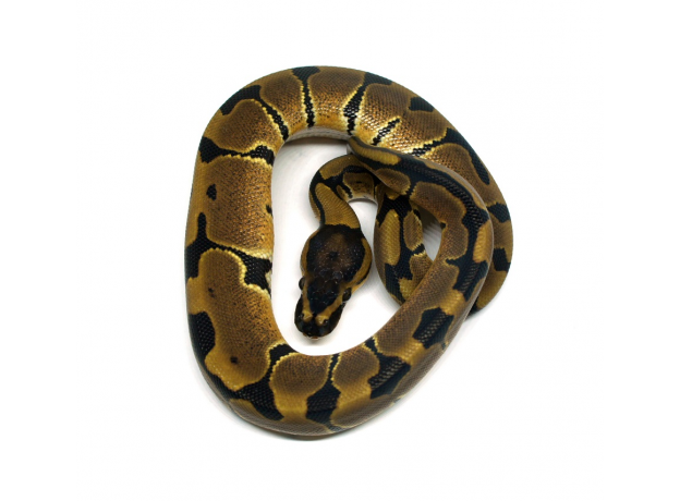 Королевский питон (Blade poss het Clown), самка