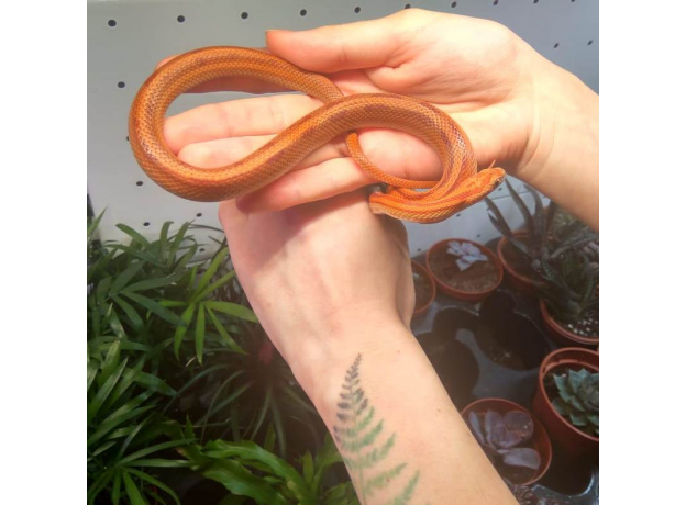 Полоз маисовый Striped het Caramel, Amel, Anery phet Diffused S самка