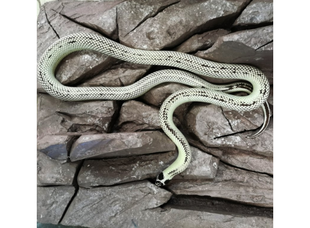 Королевская змея, californiae Striped, L