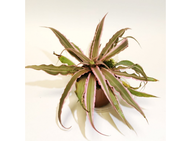 Криптантус двуполосый (Cryptanthus bivittatus « pink starlight»), размер XL