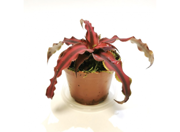 Криптантус двуполосый (Cryptanthus bivittatus «red star»), размер L