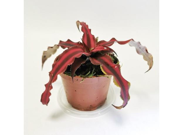 Криптантус двуполосый (Cryptanthus bivittatus «red star»), размер L