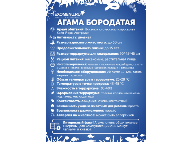 Агама бородатая XL