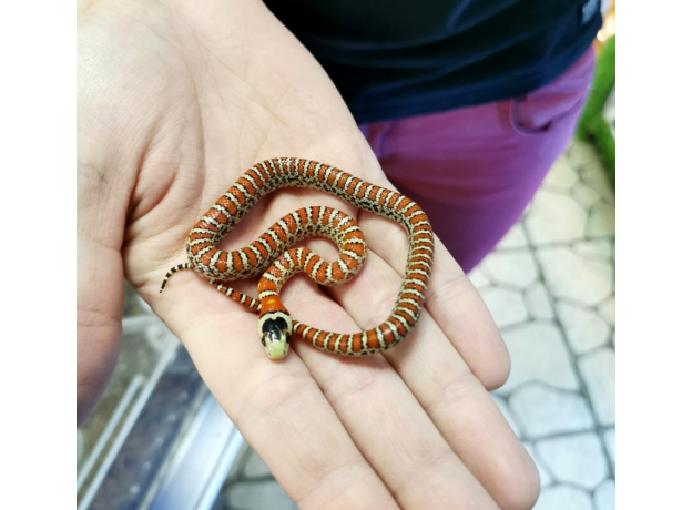 Королевская змея горная кноблоха (Lampropeltis pyromelana knoblochi) S