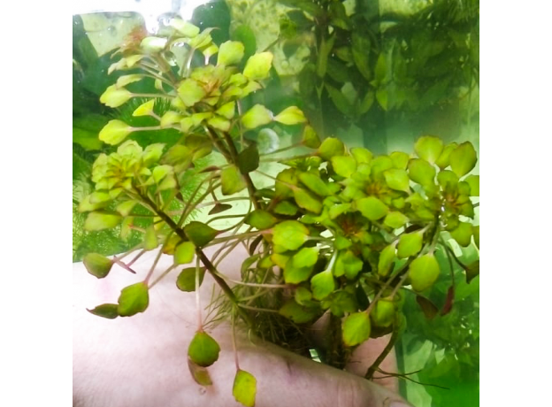 Людвигия Седиоидес (с грузом) (Ludwigia sedoides)