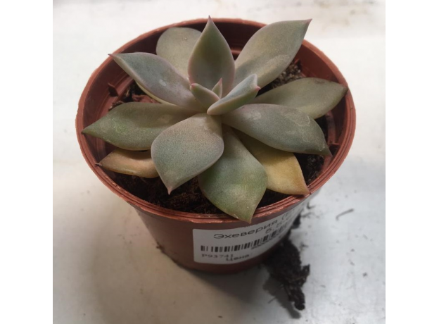 Эхеверия (Echeveria) 5,5-6'