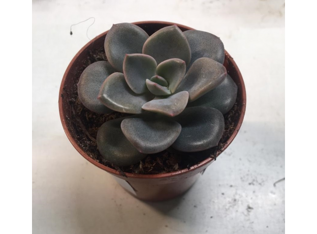 Эхеверия (Echeveria) 5,5-6'