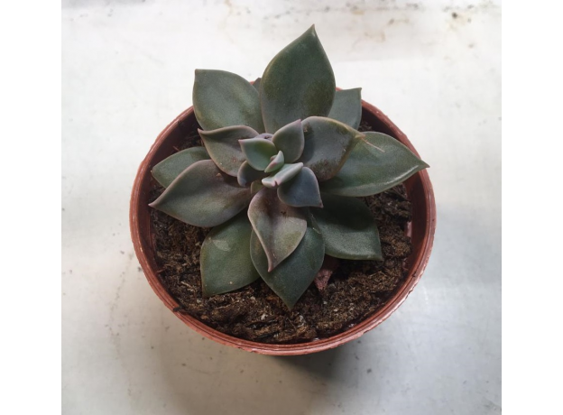 Эхеверия (Echeveria) 5,5-6'