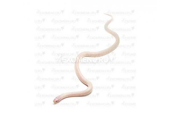 Королевская змея, Californiae Albino Stripe