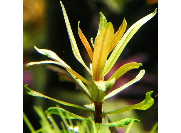 Несея педицеллата (с грузом) (Nesaea pedicellata)