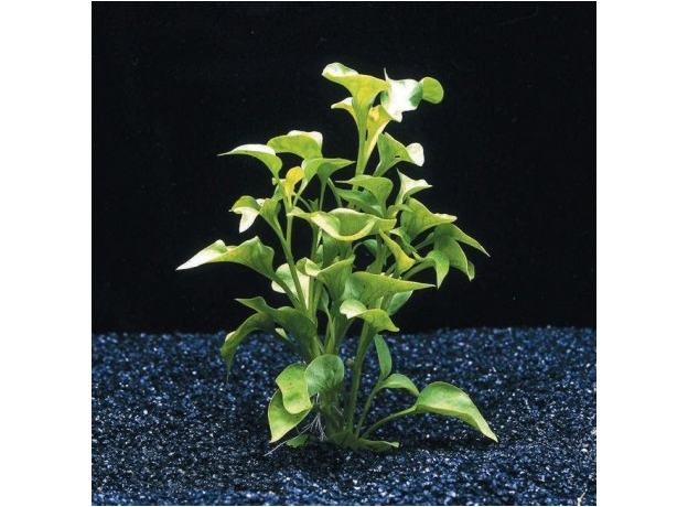 Альтернантера Бетзикиана зеленая (с грузом) (Alternanthera bettzickiana)