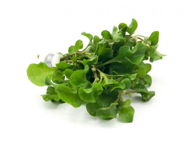 Альтернантера Бетзикиана зеленая (с грузом) (Alternanthera bettzickiana)