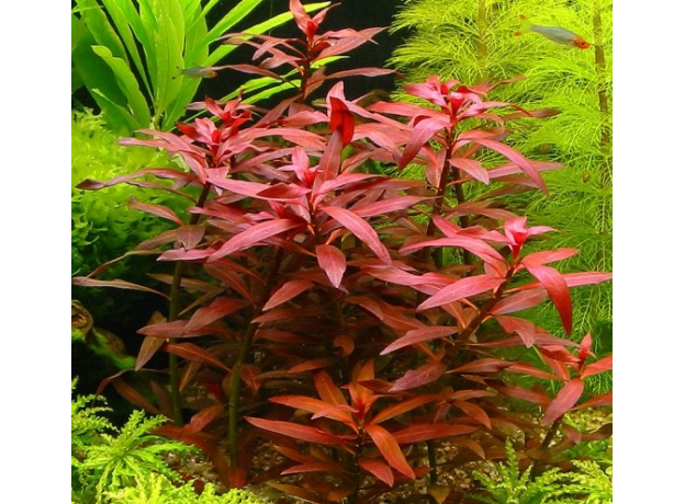 Людвигия перуанская Даймонд (с грузом) (Ludwigia Peruensis)