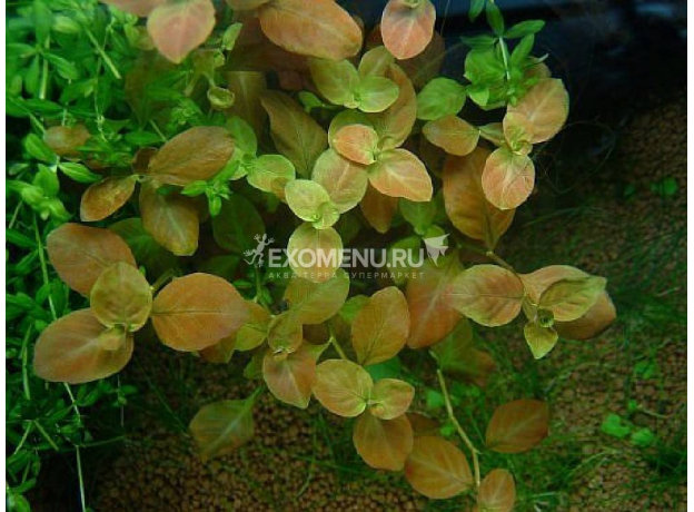 Людвигия овалис (в горшке) (Ludwigia ovalis)