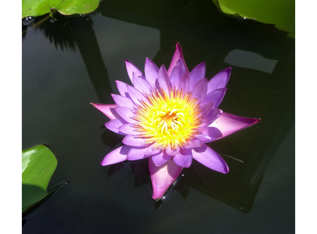 Нимфея Capensis голубой, (Nymphaea capensis), тропическая