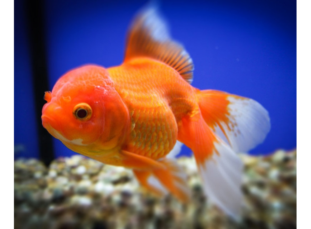 Покажи фото золотой рыбки Золотая рыбка Оранда красная (L) (Carassius auratus var.) купить по выгодной цен