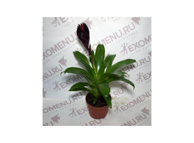 Бромелия микс (Bromelia sp.) 8'