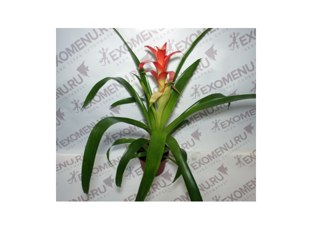 Бромелия микс (Bromelia sp.) 8'