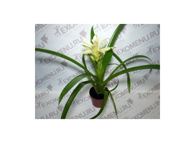 Бромелия микс (Bromelia sp.) 8'