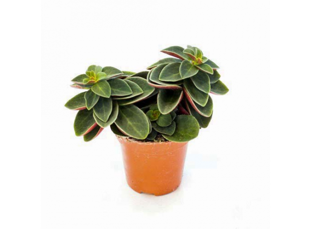 Пеперомия Вертициллата (Peperomia verticillata) 8'