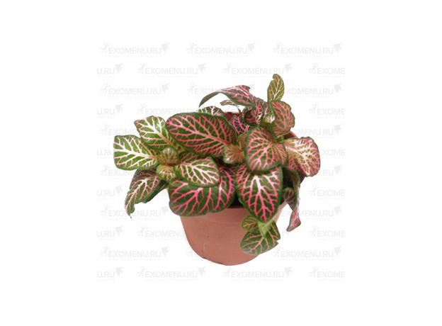 Фиттония микс (Fittonia cv.) 8'