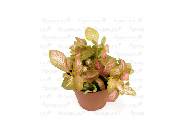 Фиттония микс (Fittonia cv.) 8'