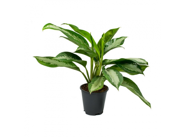 Аглаонема (Aglaonema) 10'