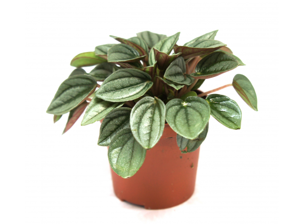 Пеперомия микс (Peperomia sp.) 8'