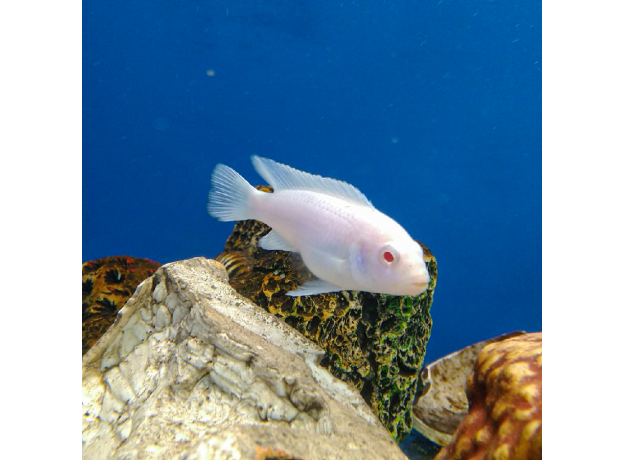 Псевдотрофеус зебра Снежинка (Maylandia zebra var. albino)