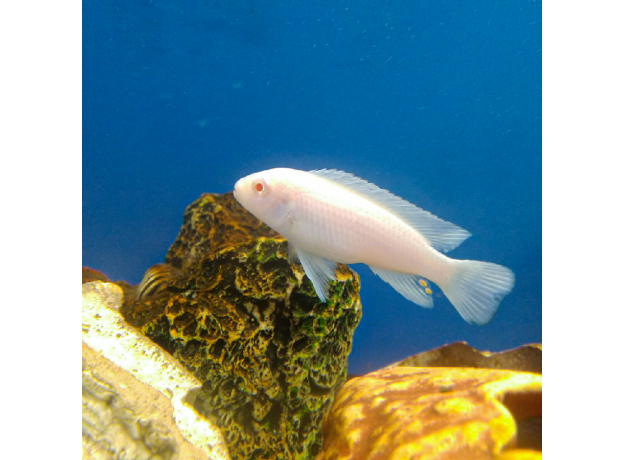 Псевдотрофеус зебра Снежинка (Maylandia zebra var. albino)