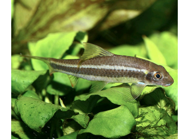 Водорослеед сетчатый "Бородоед" (Crossocheilus reticulatus)