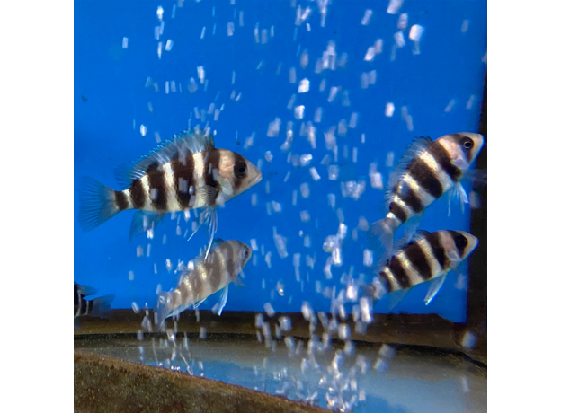 Фронтоза S (Cyphotilapia frontosa)