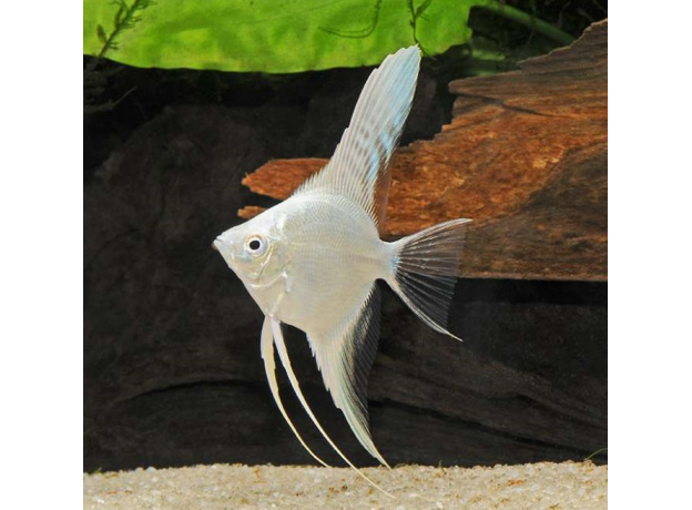 Скалярия белая (L) (Pterophyllum scalare)