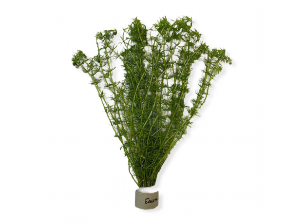 Бакопа перистолистная (с грузом) (Bacopa myriophylloides)