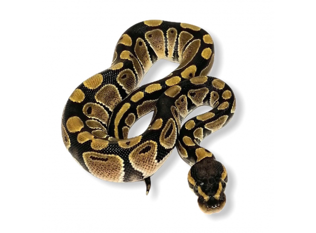 Королевский питон Normal het Albino, S (Самка)