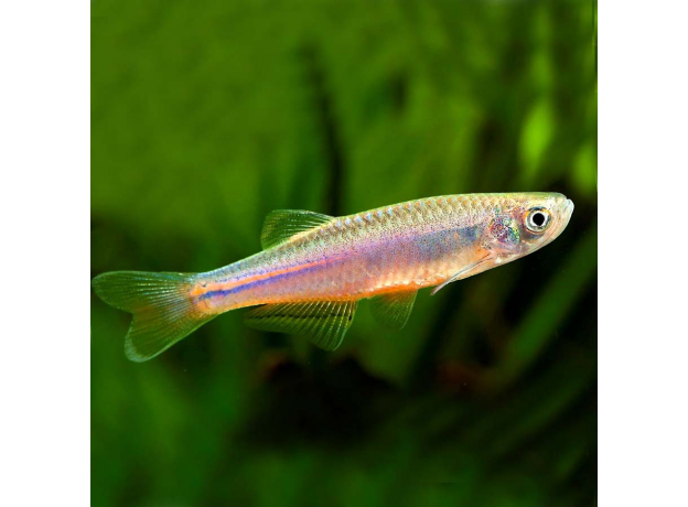 Данио жемчужный (M) (Danio albolineatus)