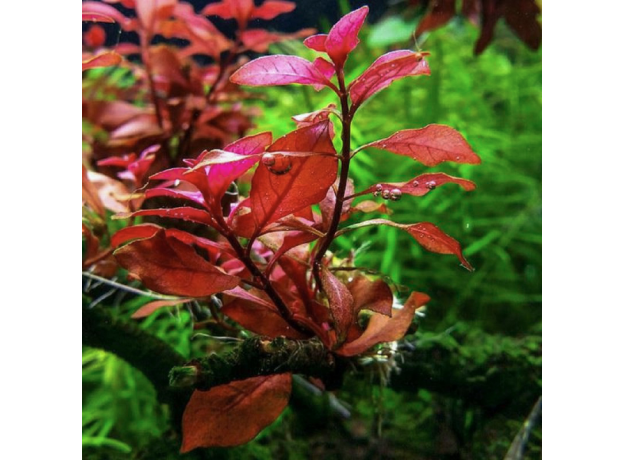 Людвигия ползучая Супер Красная (с грузом) (Ludwigia repens rubin super red)