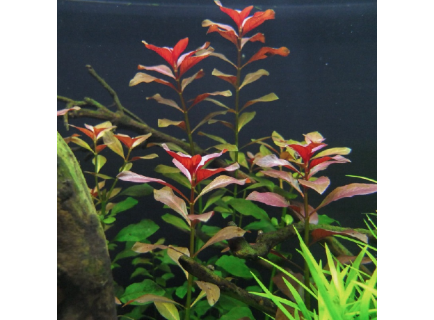 Людвигия ползучая Супер Красная (с грузом) (Ludwigia repens rubin super red)