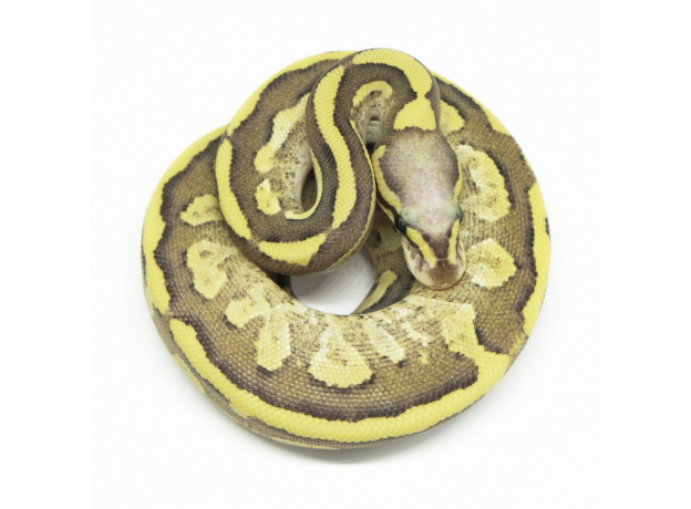 Королевский питон Vanilla Cream Mojave