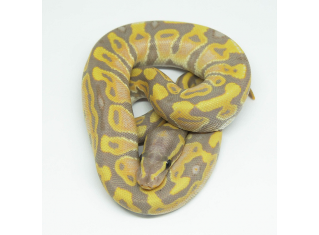 Королевский питон Banana blade het clown