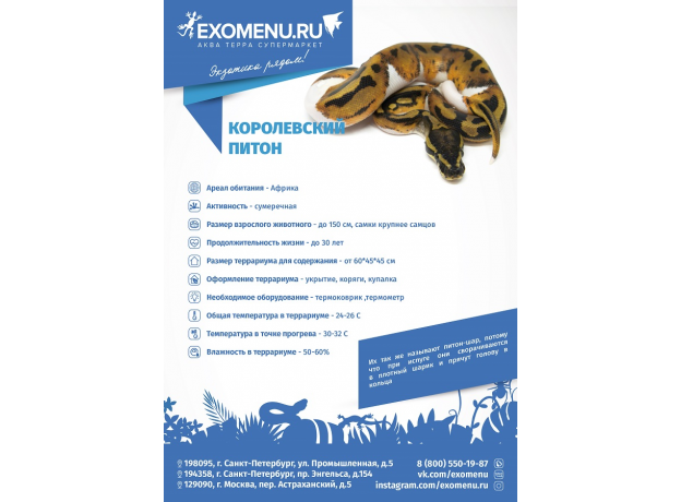 Королевский питон Enchi, S