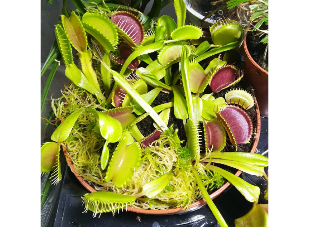 Венерина мухоловка (Dionaea muscipula), горшочек 12см