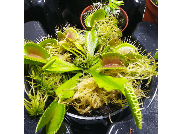 Венерина мухоловка (Dionaea muscipula), горшочек 9см