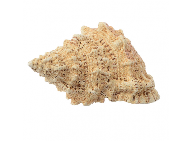 Грот для аквариума "Ракушка" 16.2*10.8*8.5 см