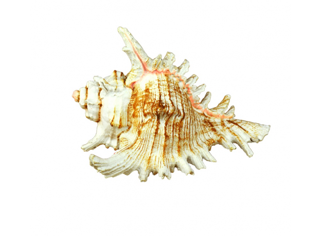 Грот для аквариума "Ракушка", 13.1*11*8.5 см