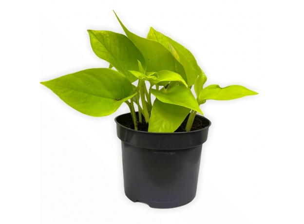 Эпипремнум GOLDEN POTHOS