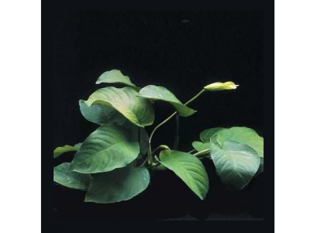 Анубиас Бартера Широколистный (с грузом) (Anubias barteri var. "Broad leaf")